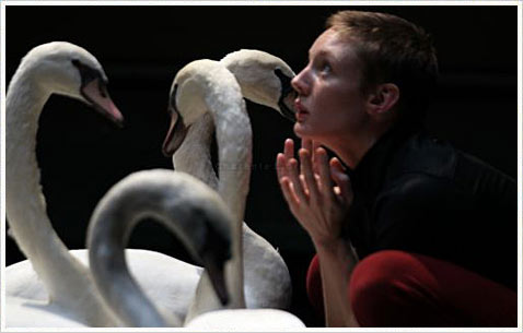 Премьера балета с участием живых лебедей