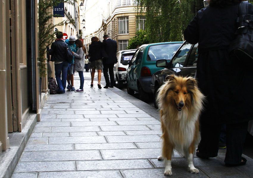 C собакой в Париж